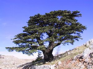 Le Cèdre,  symbole de l'écotourisme au Liban